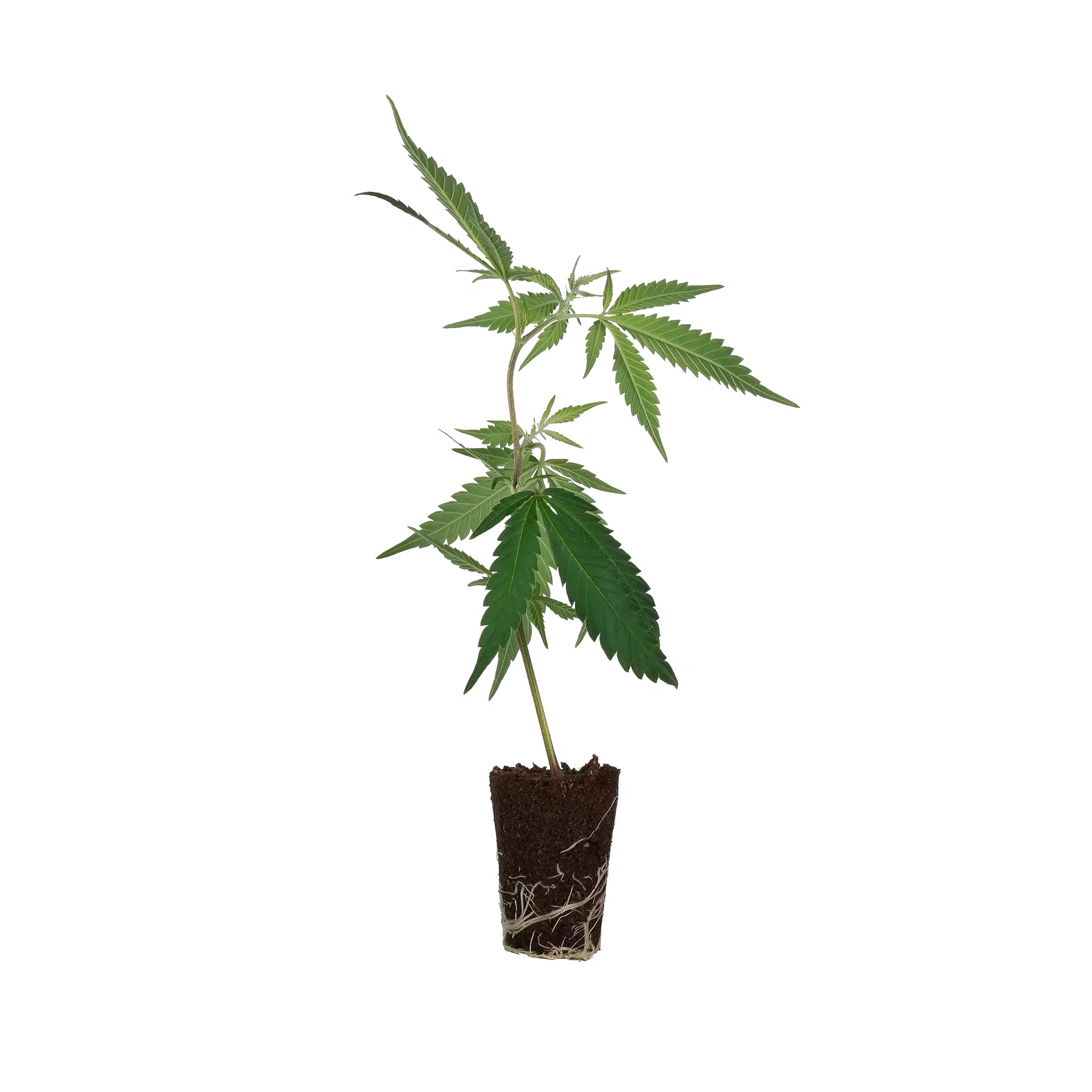Produktbild 2